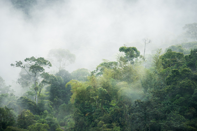 Cloud Forest Ecuador