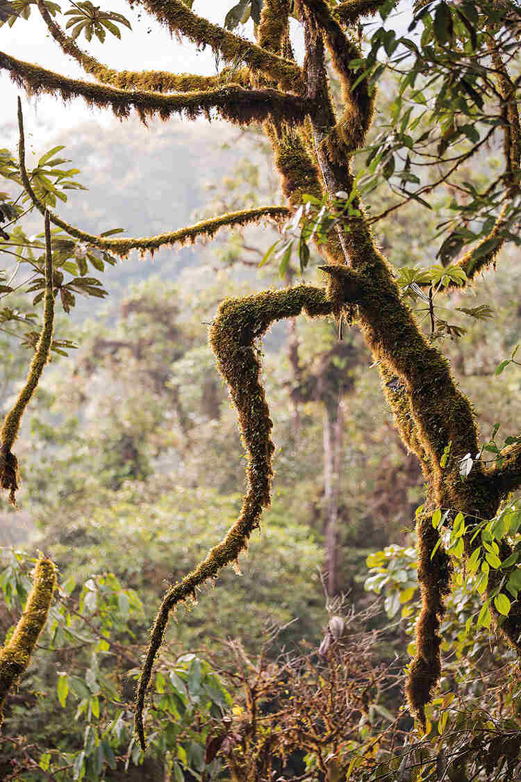 Only two per cent 
of Ecuador’s cloud 
forest remains