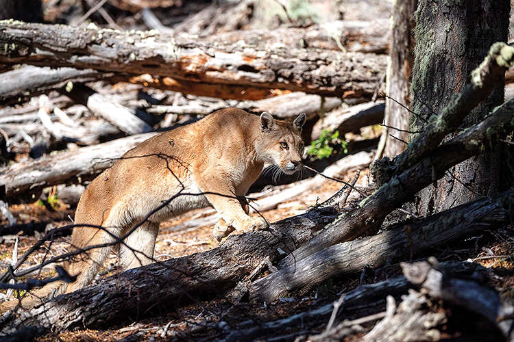 A puma stalking in the estancia’s woodlands