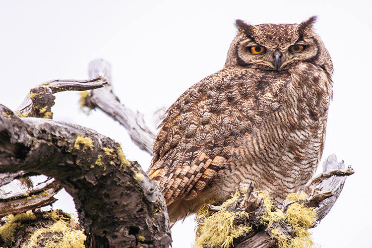 The lesser horned owl has a deep, hooting call