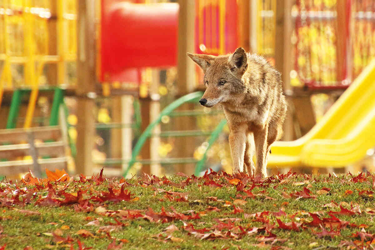 Coyote wandering through childrens playground in Autumn