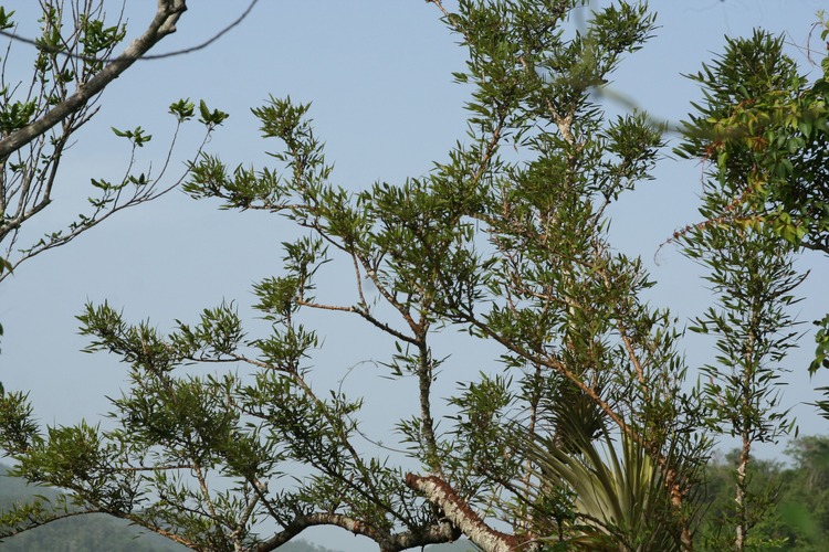 Close-up of Erythrina elenae