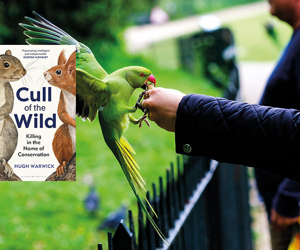 The ring-necked parakeet is the only naturalised parrot n the UK, and is regarded as one of the 100 most invasive species in Europe