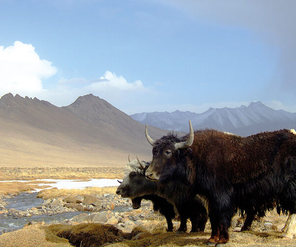 Yaks on their summer pastures high in the Pamir Mountains