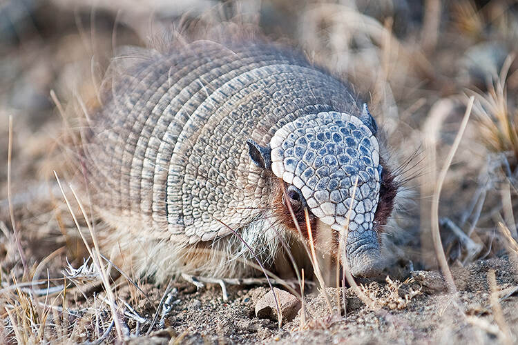 A large hairy armadillo