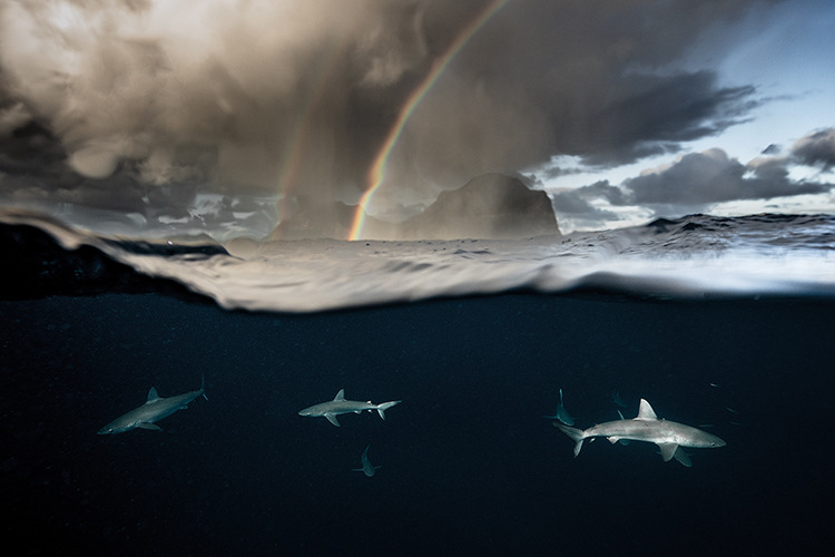 nimals in Nature, runner up: Somewhere Under the Rainbow by David Robinson. Lord Howe Island in New South Wales is one of the few places in Australia where you can encounter the Galápagos shark. The charismatic sharks appear from the depths hoping to get lucky and score scraps from a passing boat