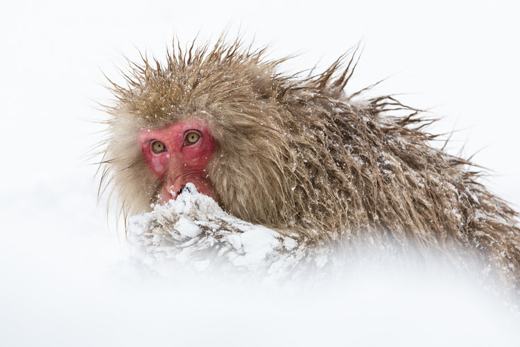 Japanese macaques, also known as snow monkeys, are native to Japan. They live in forested areas and thrive in social groups. I photographed this particular snow monkey in Nagano Prefecture, Japan, just after a heavy snowstorm. The primate stopped briefly during its play. I particularly liked its snow-matted hands and expressive face