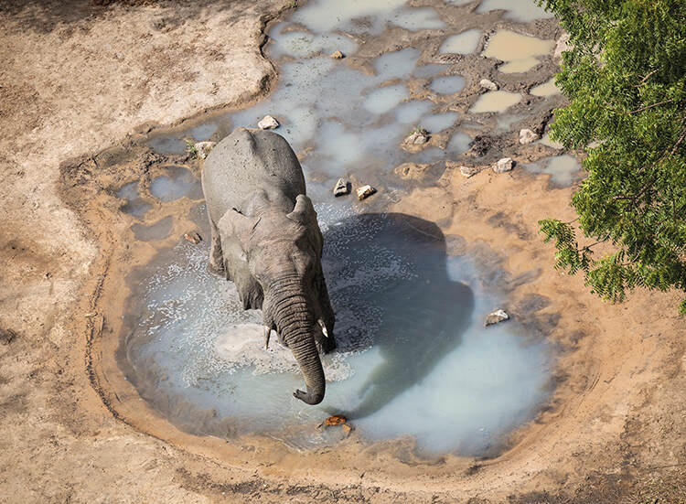 Zakouma’s elephant population is making a steady comeback since intense poaching took its toll in the early 2000s