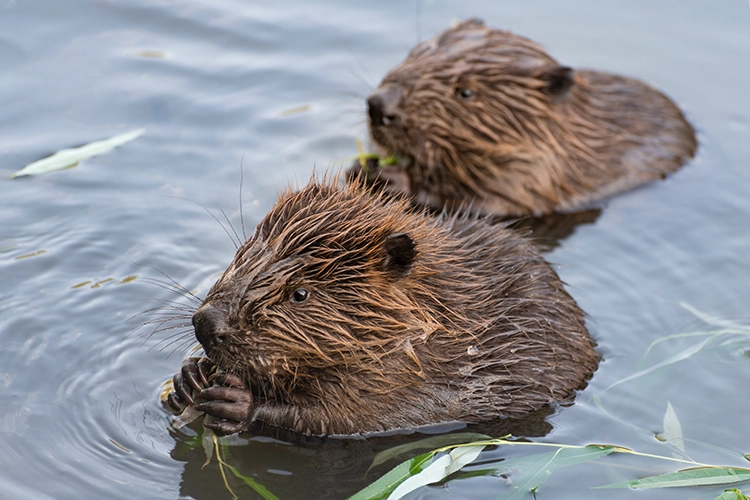 Two young Eurasian beavers