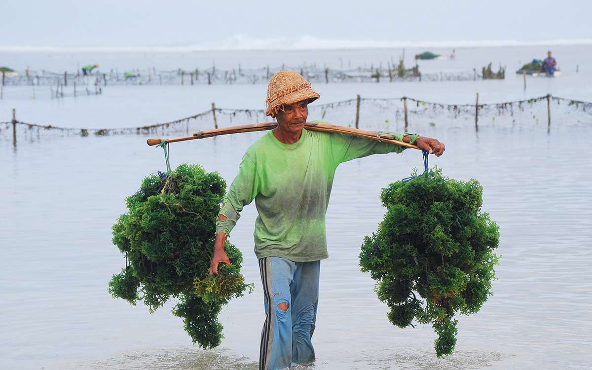 A farmer on a seaweed farm in Badung, Bali