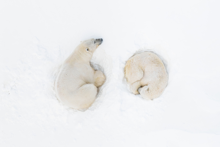 “On the mountain slopes, a male and female polar bear found solace in each other's company, sharing an intimate moment during their courtship, which took place on the Svalbard Archipelago in Norway. After mating, they fell asleep together. In that moment, despite the icy cold, the emotion was so intense that tears came down my face, freezing immediately.