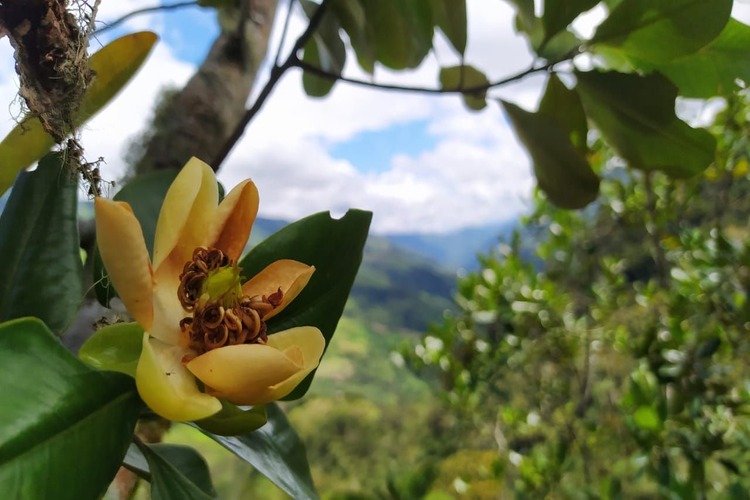 Flower of Magnolia guatapensis 