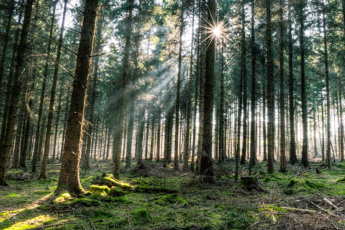 Sunlight shines through the trees in the Forest of Dean, UK