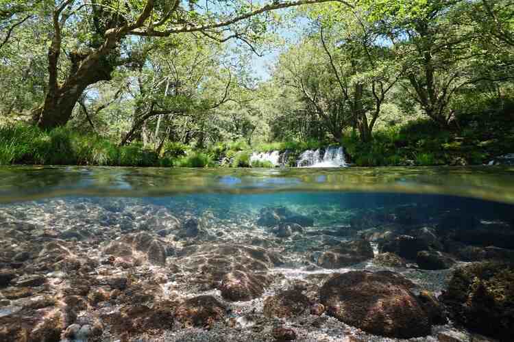 Freshwater ecosystems need urgent support to recover, say scientists