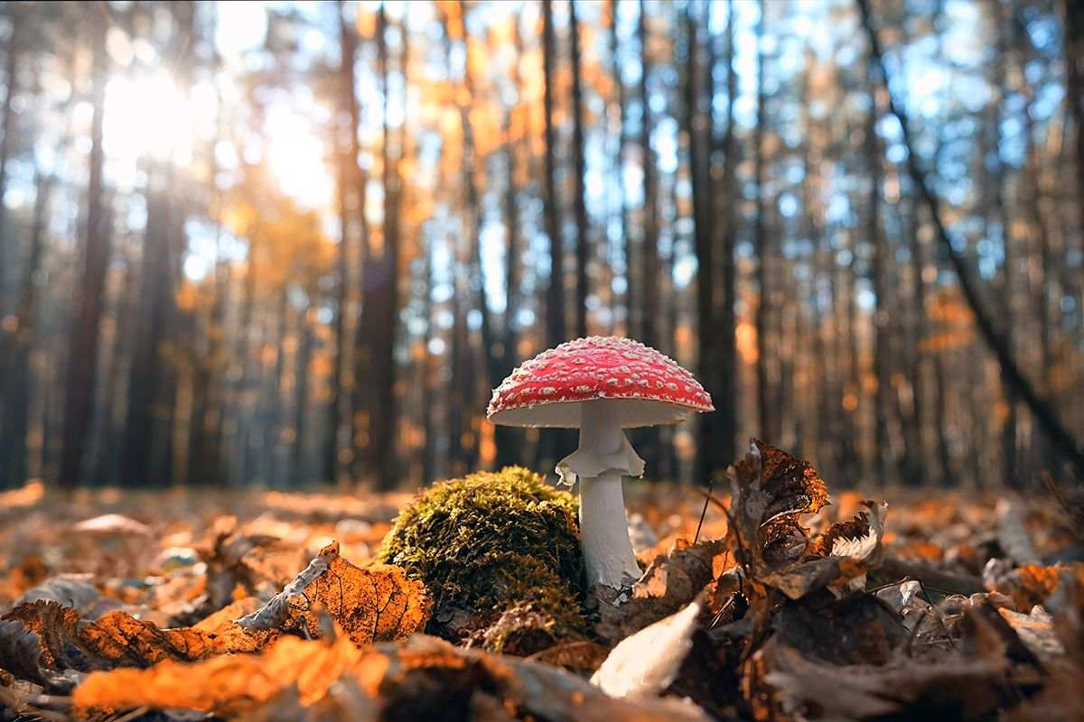 amanita muscaria mushroom in autumn forest sunlight and trees
