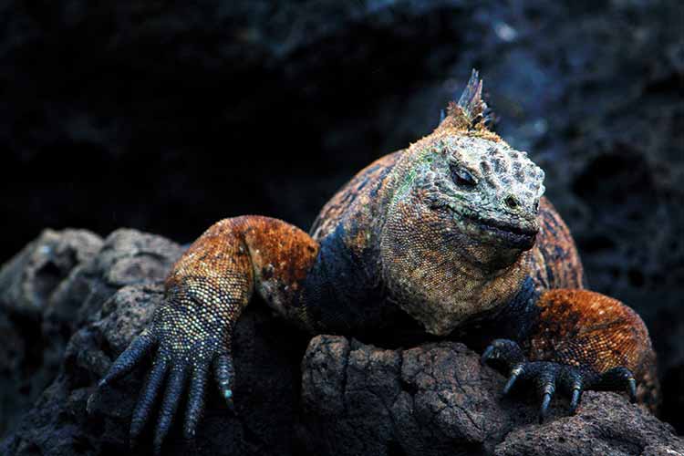 A journey across the Galápagos, where evolution never sits still