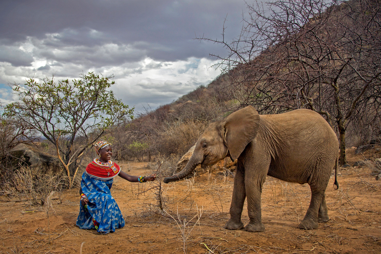 A quiet connection between Naltwasha, a young Samburu girl, and Shaba, an orphaned baby elephant at Reteti Elephant Sanctuary in northern Kenya. This was captured while on assignment for Conservation International’s My Africa VR film. This moment unfolded as dark storm clouds parted and sunlight poured in, just as the two met for the first time - a moment used for the film’s front cover poster. For a split second, everything aligned. Set in Samburu, this image reminds us of the fragile, beautiful bond we share with Nature and the power of community-led conservation.