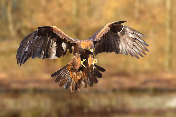 Persecution suspected in disappearance of golden eagle