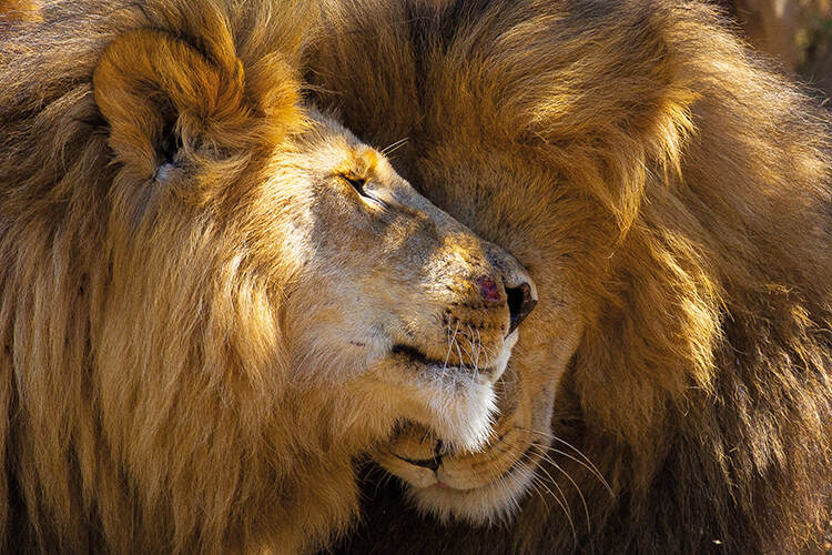 African lions, Graeme Green Naboisho Conservancy, Kenya