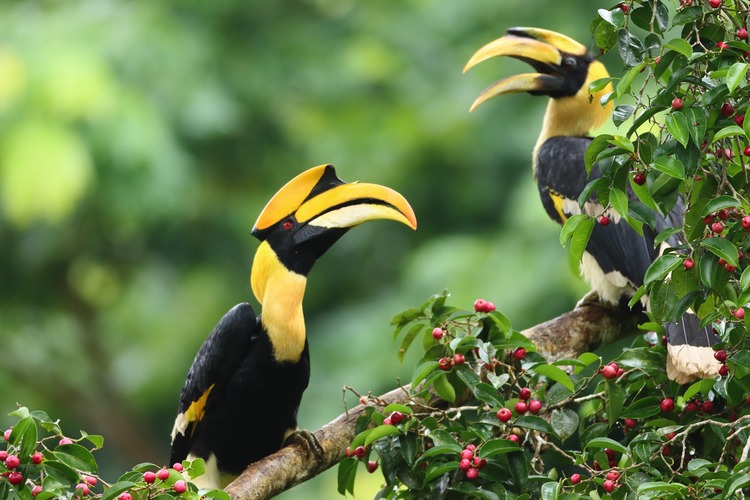 Great Hornbill in the tropical jungle