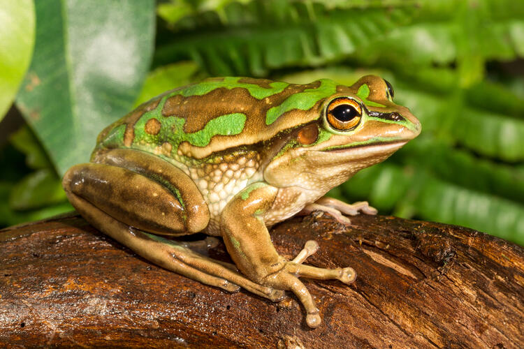 Green and golden bell frog