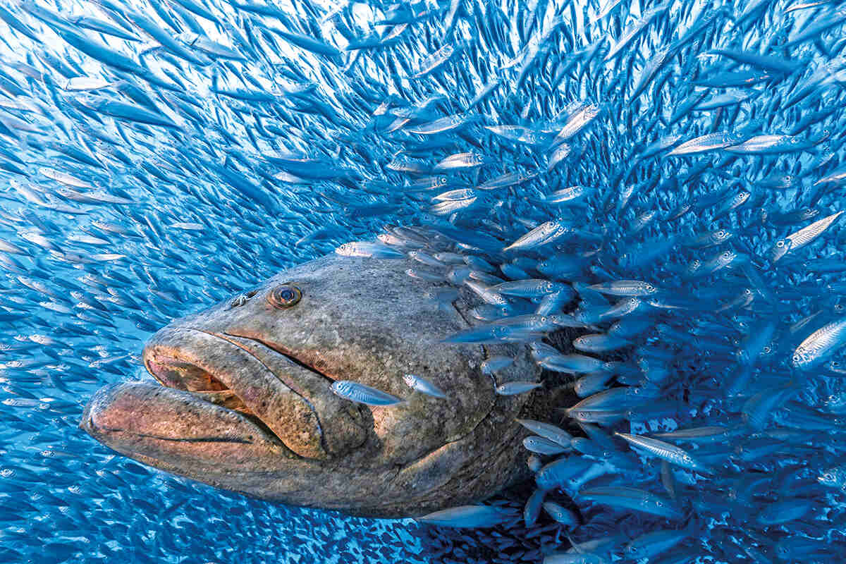 An image of a giant grouper emerging from a school of fish by Tom Shlesinger