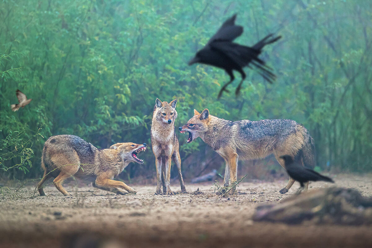 Keep distance by Baiju Patil showing 3 indian jackals facing off with birds flying around