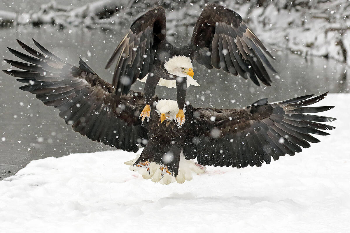 The Battle by Rick Dowlling, showing two bald eagles fighting over a piece of salmon in the snow