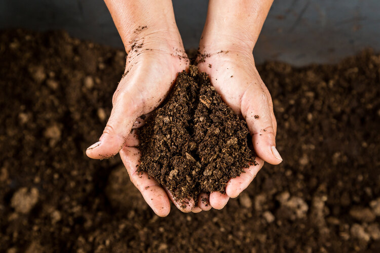 Peat belongs in bogs not bags