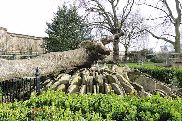 The peculiar Hardy Tree of St Pancras