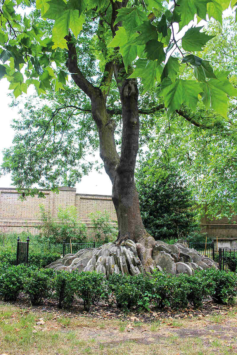 The peculiar Hardy Tree of St Pancras - Geographical