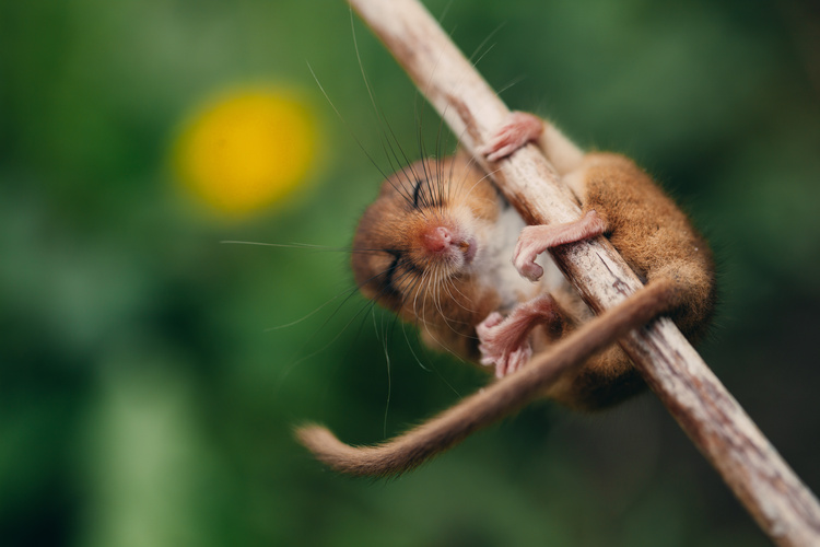 Hazel dormouse