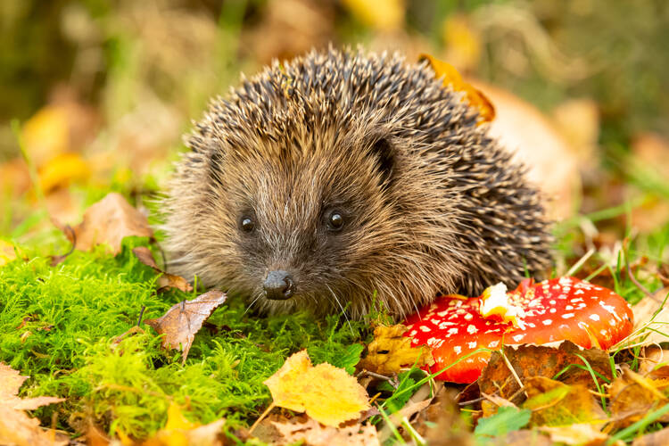 Artificial intelligence to assess Britain’s hedgehog population