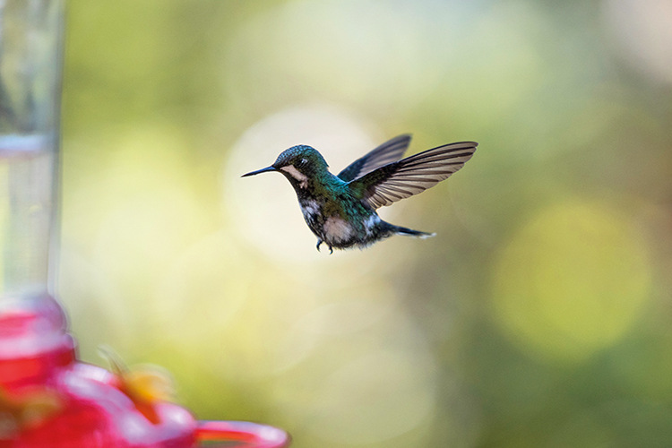 There are more than 100 species of hummingbird in the Ecuadorian cloud forests