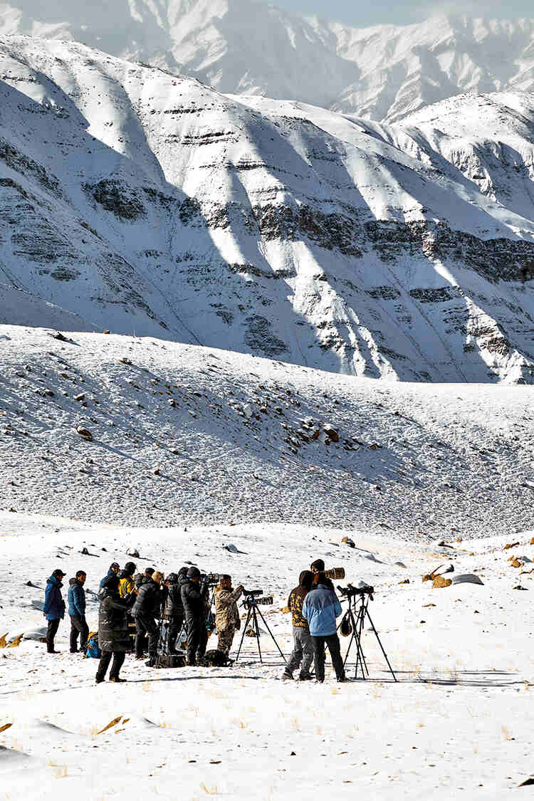 When word gets out that a snow leopard is around, dedicated wildlife watchers come from across India and abroad