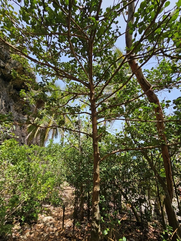 Garcinia portoricensis tree