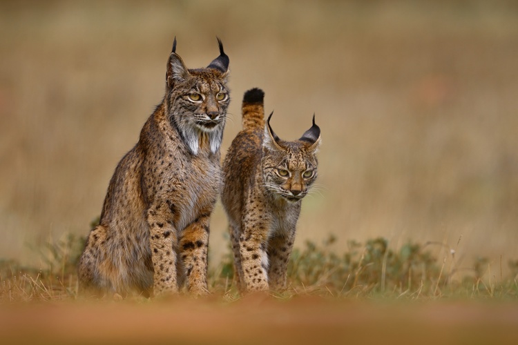 Iberian lynx