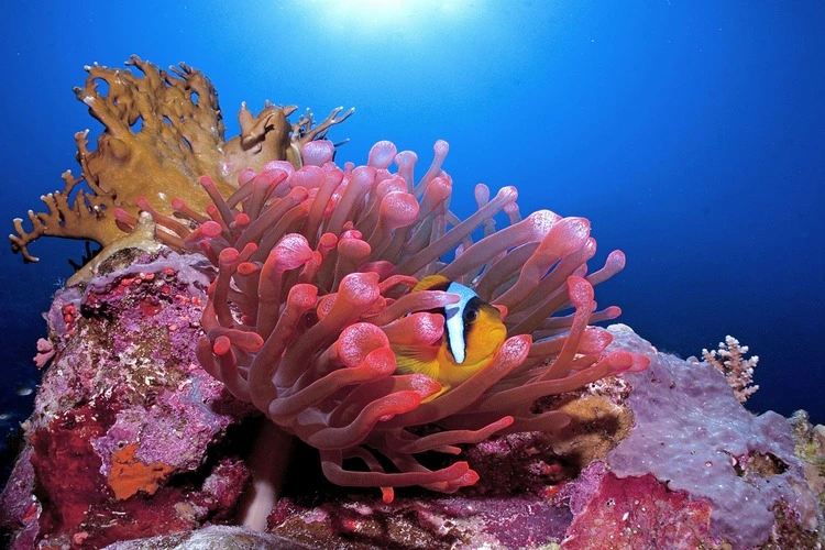 Clown Fish in Red Sea