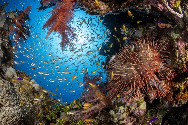 Coral Reef at Marsa Gozlani site, Sharm el Shekh, Egypt
