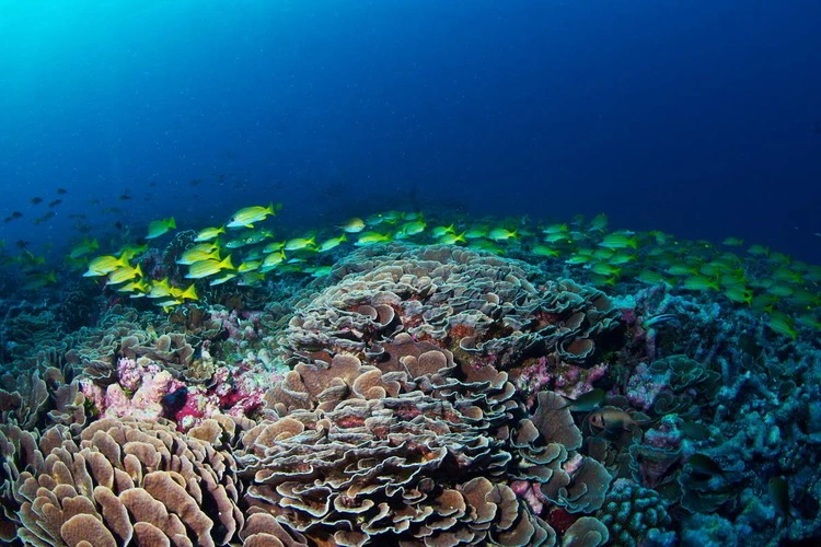 Coral reef in Western Indian Ocean