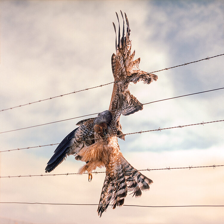 Our Impact, runner up: Spotted harrier or smoke hawk caught up in a fence by Karoliina Kase. This bird perished after becoming entangled in fencing on a dairy farm near Lake Alexandrina in South Australia, a symbol of the devastating impact that farming has on wildlife