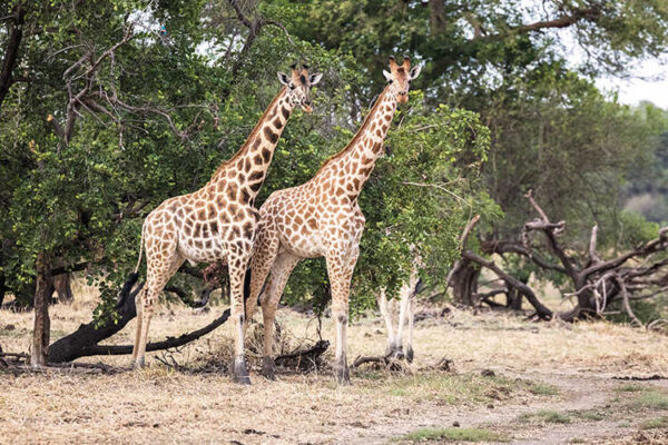 Kodofan giraffes
