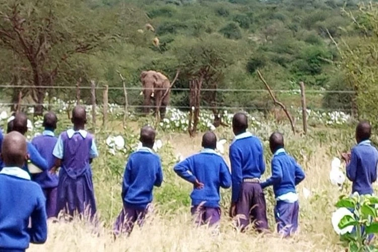 Kunchu Primary School with elephants