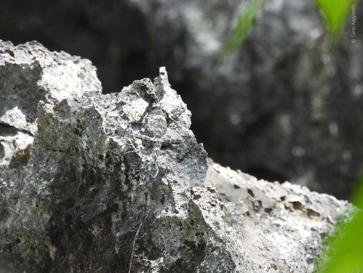 Laodracon carsticola – reptile camoflaged.