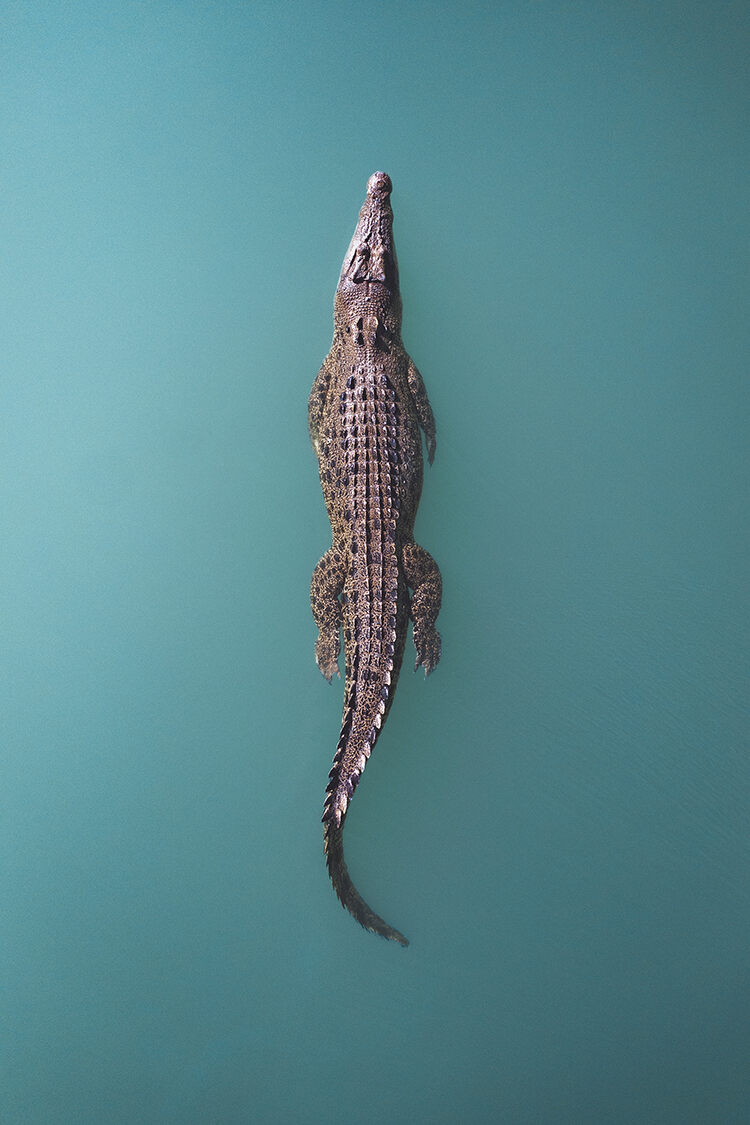 Portfolio, winner: Saltwater 
crocodile by Lewis Barnett  