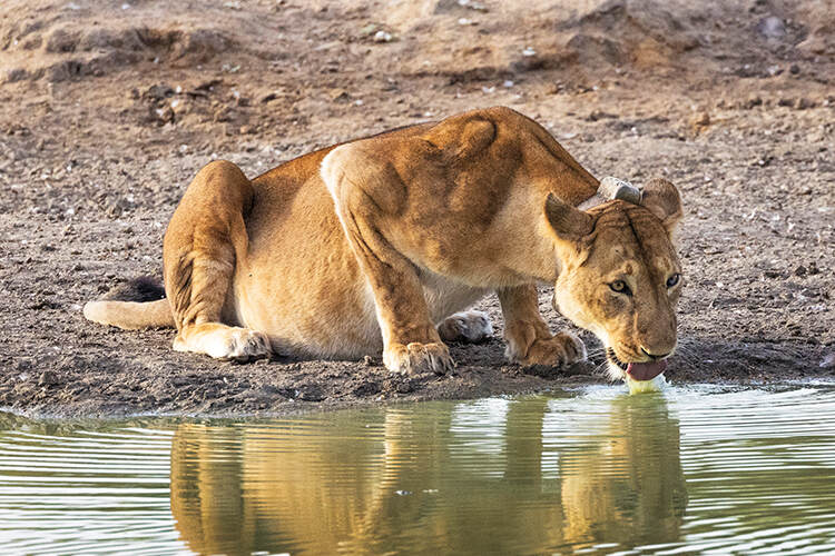 Zakouma is home to about 130 lions