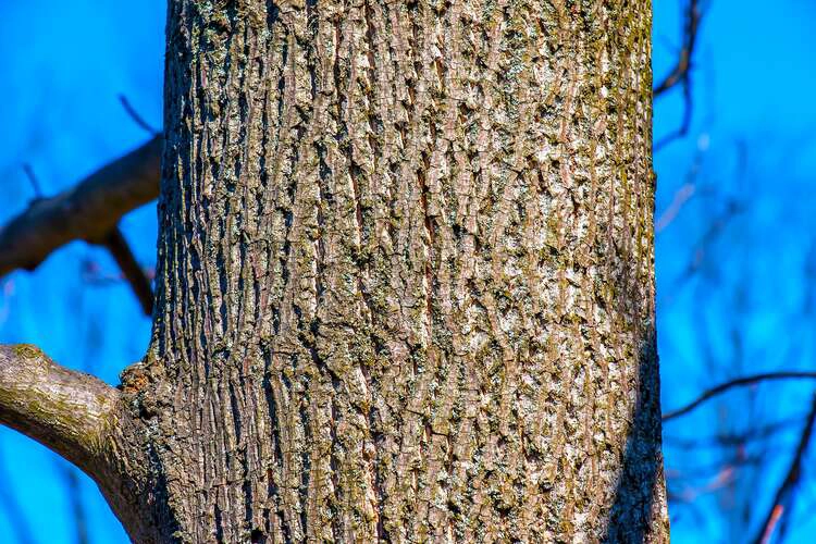 Liriodendron tulip tree.