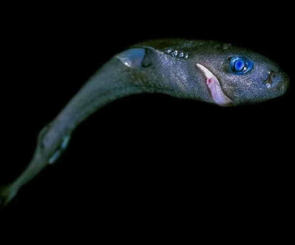 Sharks, rays & chimaeras face threats from deep-sea mining
