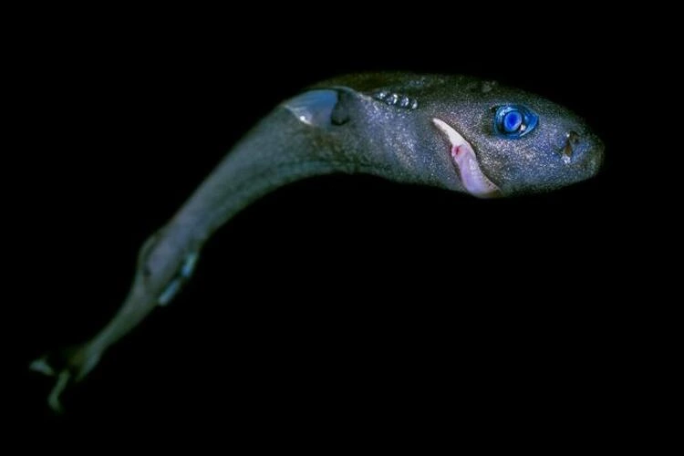 The Pygmy Shark (Euprotomicrus bispinatus), the world’s second smallest shark species and one of the species with a high overlap with proposed deep sea mining.