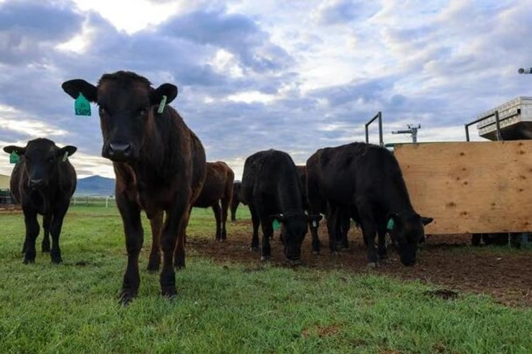 Beef steers graze on a ranch in Dillon, Montana. The machine nearby releases a seaweed supplement while also measuring the cattle's methane emissions.